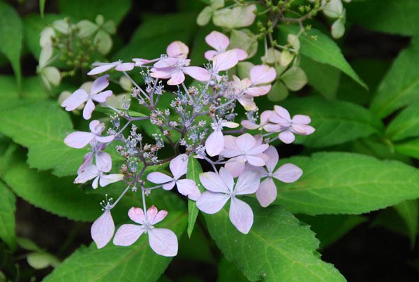 Hydrangea